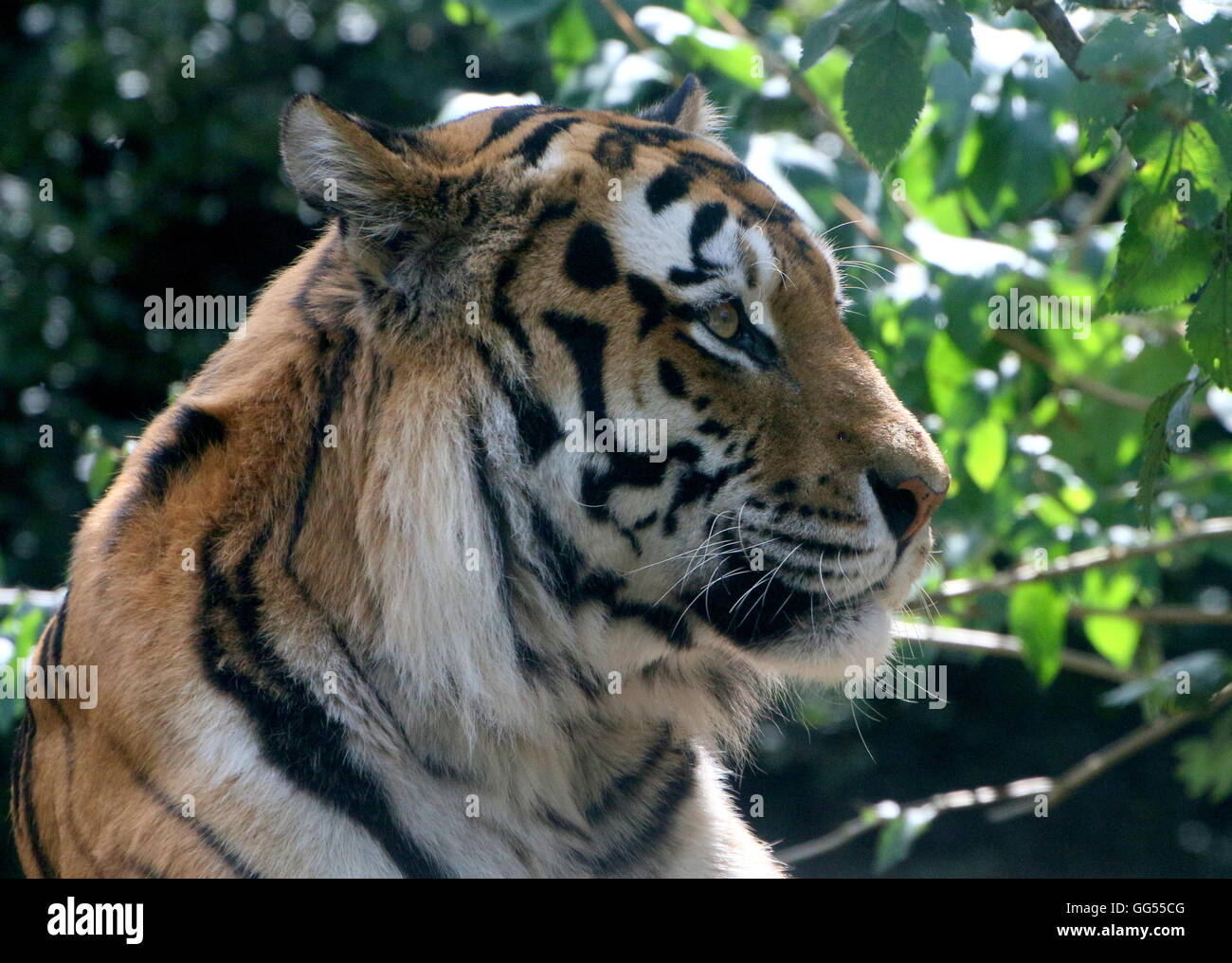 Weiblichen sibirischen oder Amur Tiger (Panthera Tigris Altaica) im Profil, hinterleuchtete gesehen Stockfoto