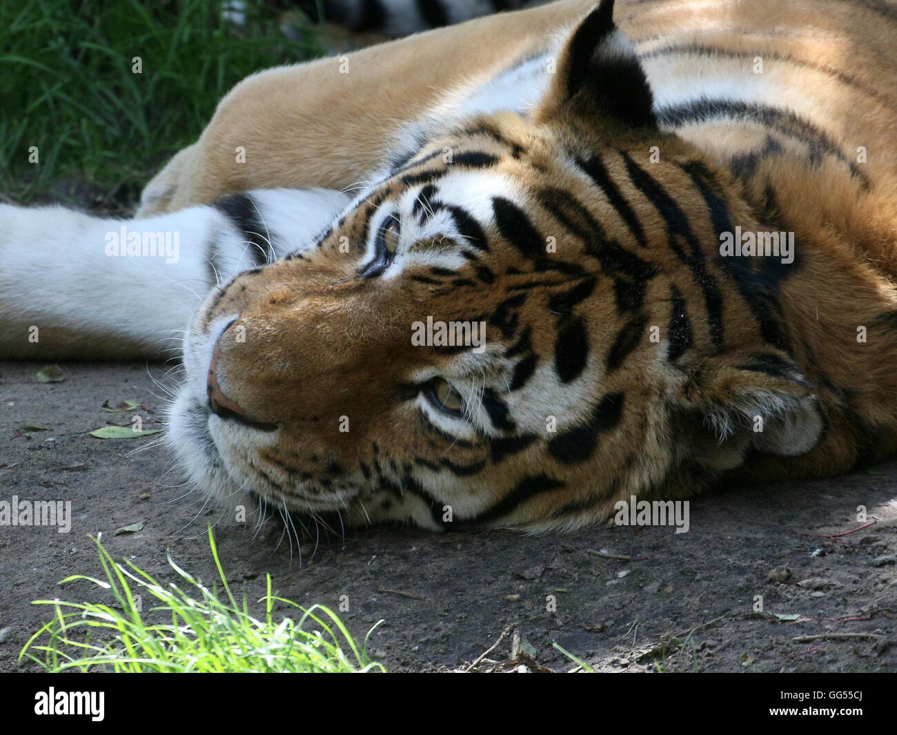 Sibirischer oder Amur-Tiger (Panthera Tigris Altaica) mit sehr wachen Augen ruhen Stockfoto