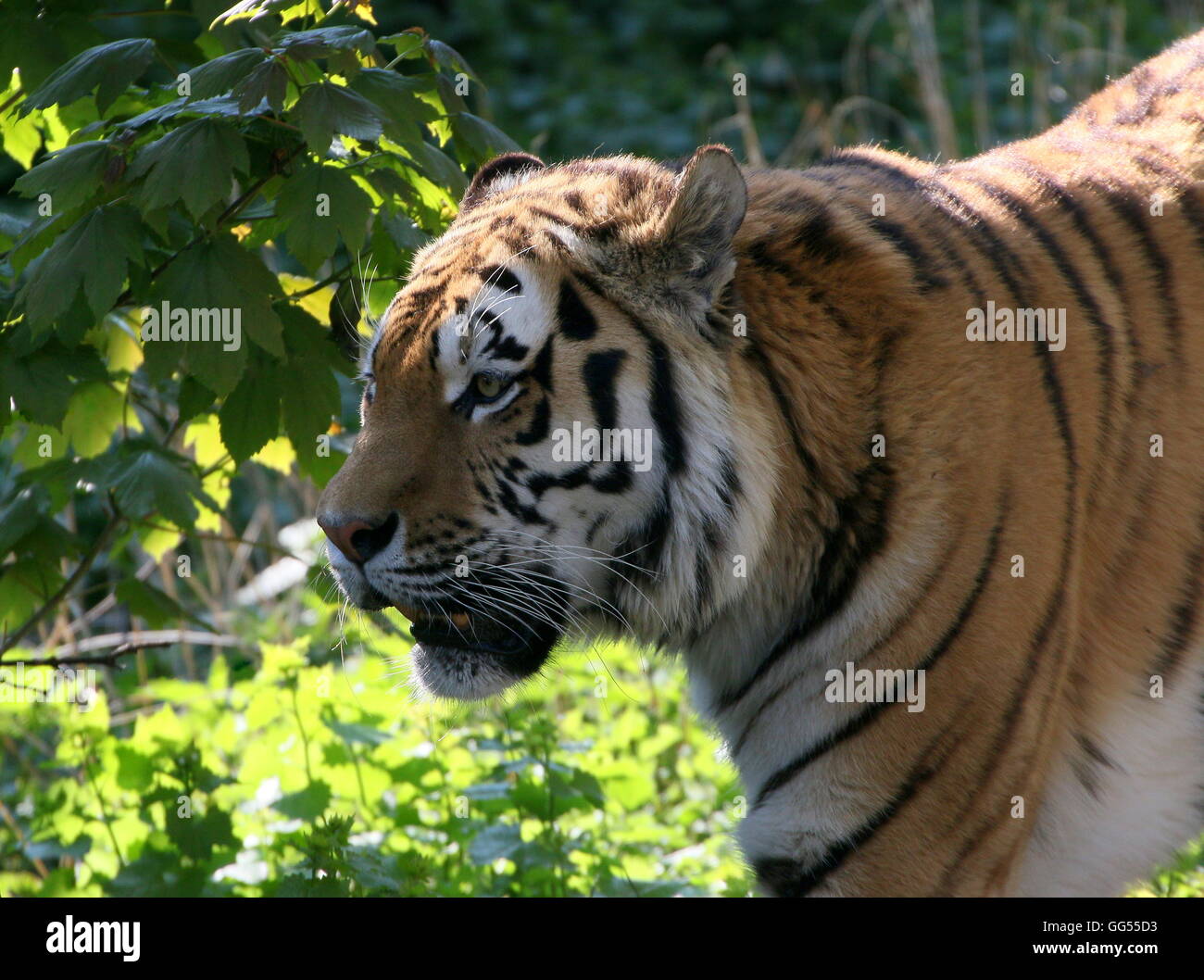 Tigre siberiano Fotos und Bildmaterial in hoher Auflösung Alamy