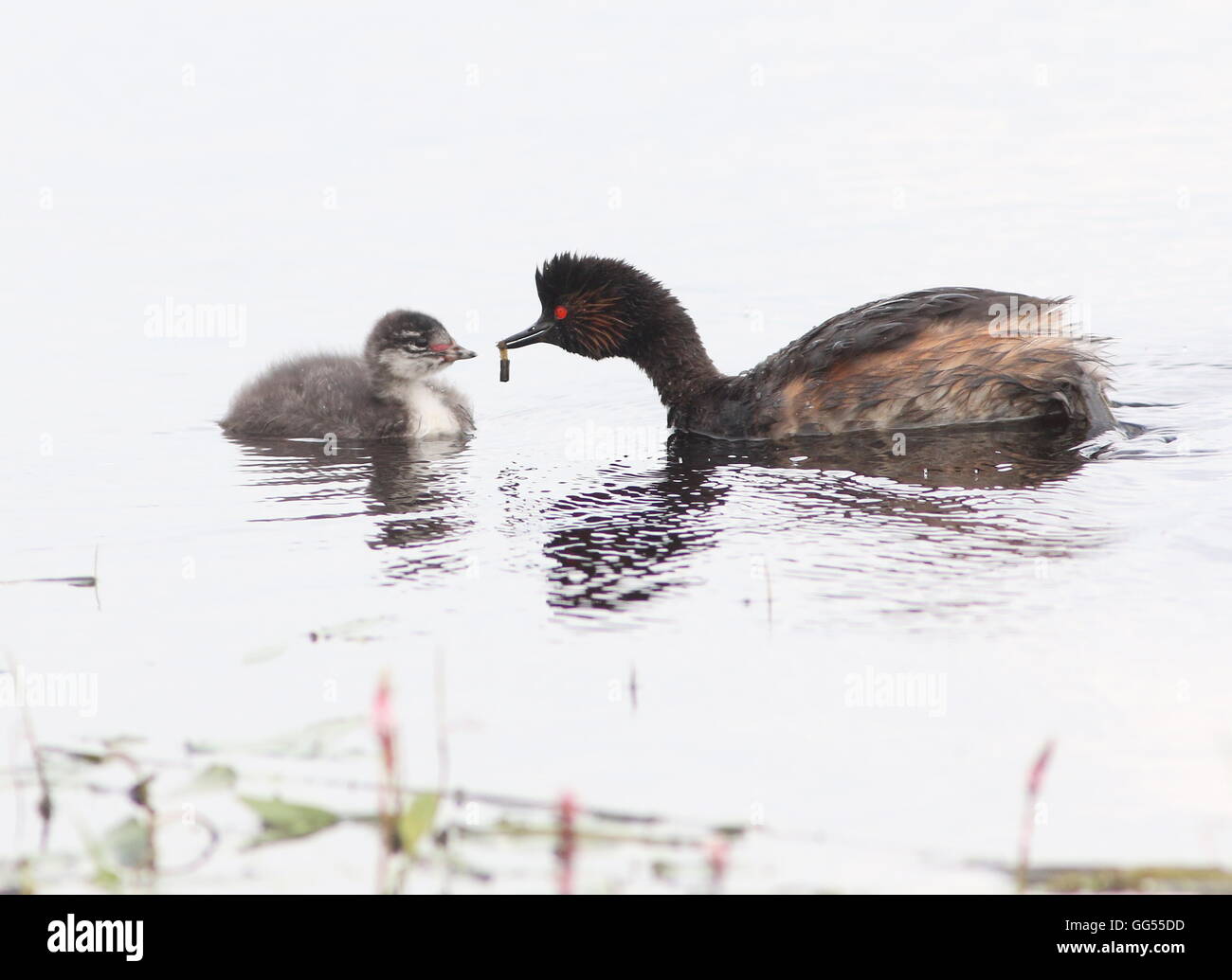 Ältere Schwarzhals Europäische Haubentaucher (Podiceps Nigricollis) bietet Nahrung für ihr baby Stockfoto