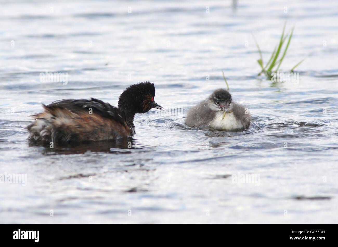 Europäische Schwarzhals Haubentaucher (Podiceps Nigricollis), Eltern und ihre jungen Stockfoto