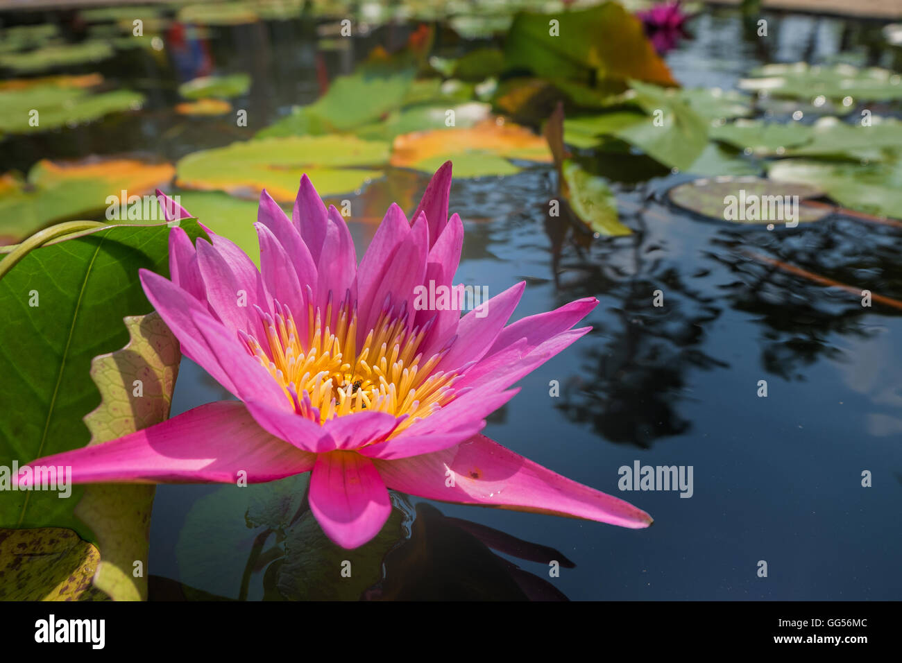 Lotus-Blume in rosa lila violette Farbe. Biene Insekt Pollen mit grünen Blättern in Wasser Naturteich. Nahaufnahme, leichte Kugeln Stockfoto