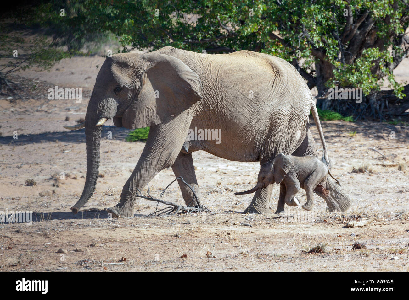 Damaraland Namibia Wüste angepasst Elefanten (Loxodonta Africana) in der Nähe von Doro Nawas Erwachsenen und Kind. Stockfoto