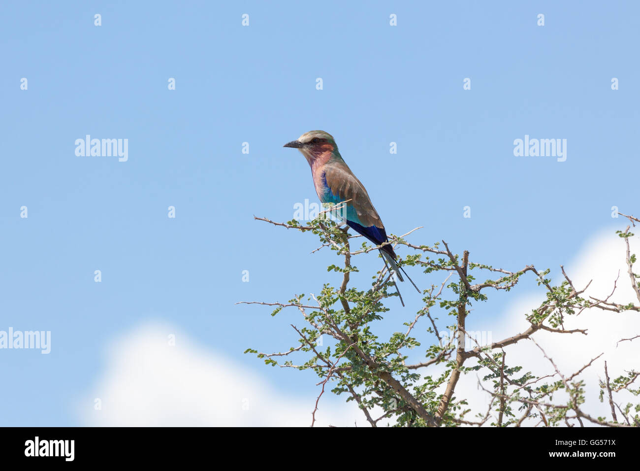 Namibia Lilac-breasted Roller (Coracias Caudatus) Stockfoto