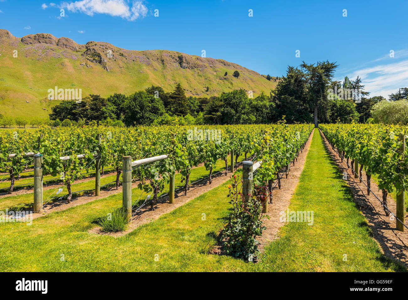 Weinberg, Nordinsel, Neuseeland Stockfoto