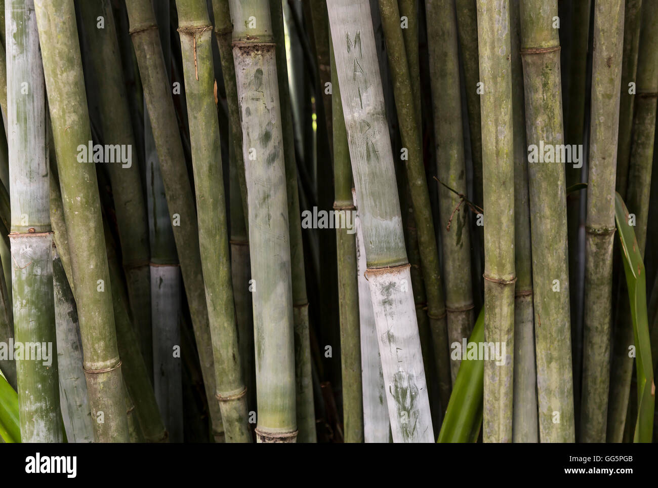 Bambusbäume Stockfoto