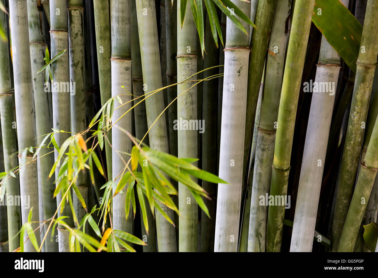 Bambushain Stockfoto