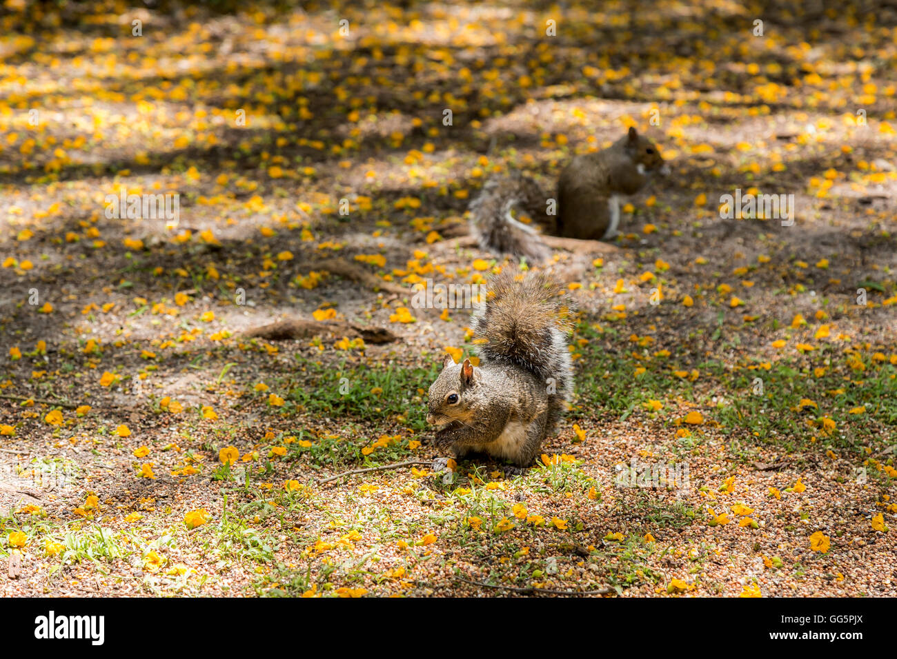 Zwei Eichhörnchen Essen auf dem Boden Stockfoto