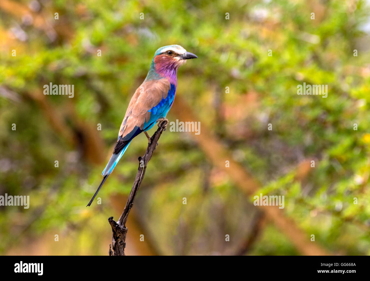 Lilac Breasted Roller am Sumbazi in das Selous Game Reserve-Tansania Stockfoto