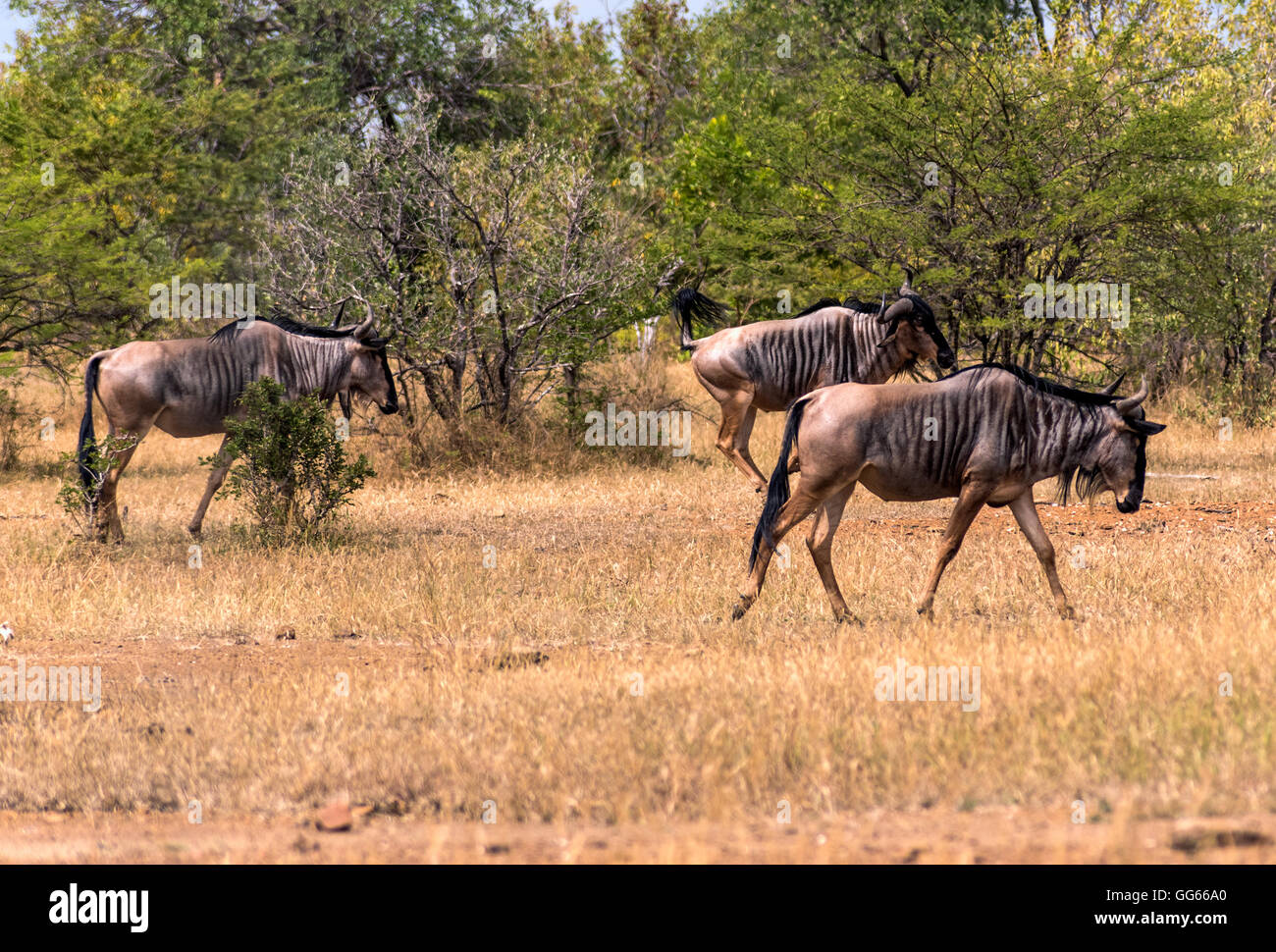 Streifengnu in das Selous Game Reserve Tansania Stockfoto