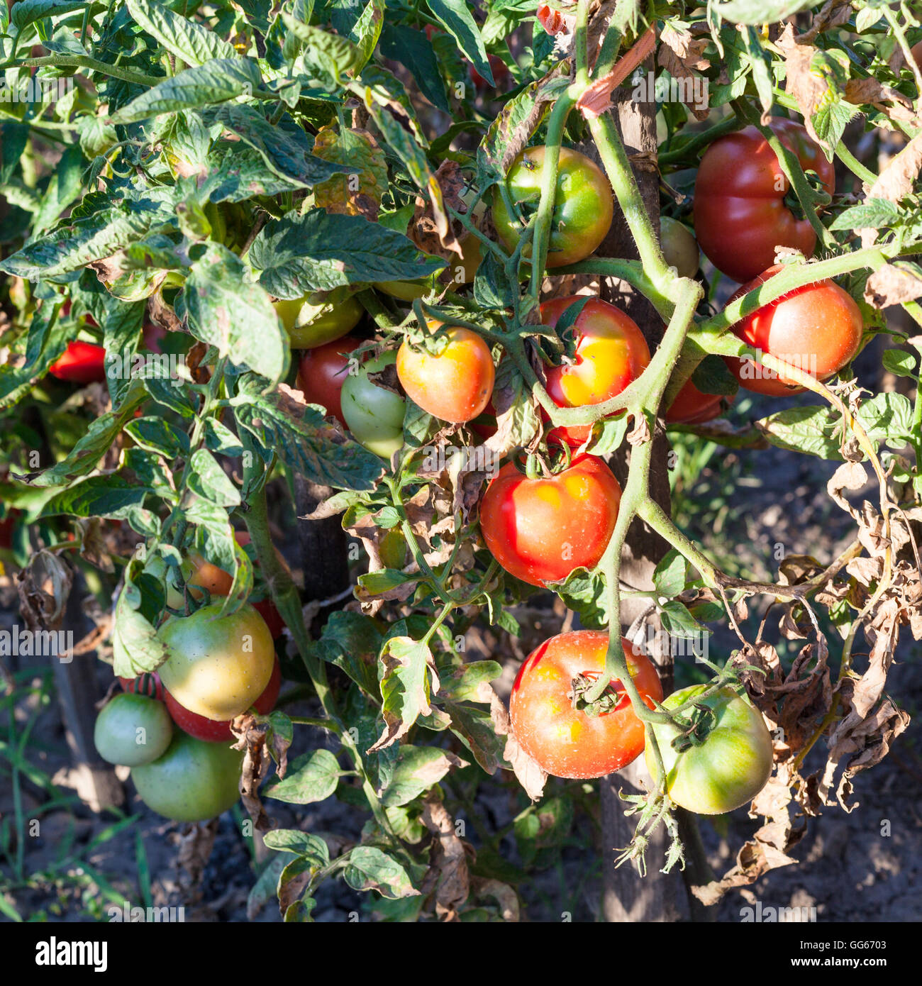 Busch Tomaten auf hölzernen Pfahl im Garten von Sonne beschienen Stockfoto