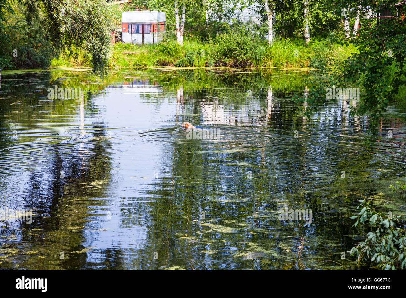grüner Teich mit Hund schwimmen und Wohnwagen an der Küste am sonnigen Sommertag Stockfoto