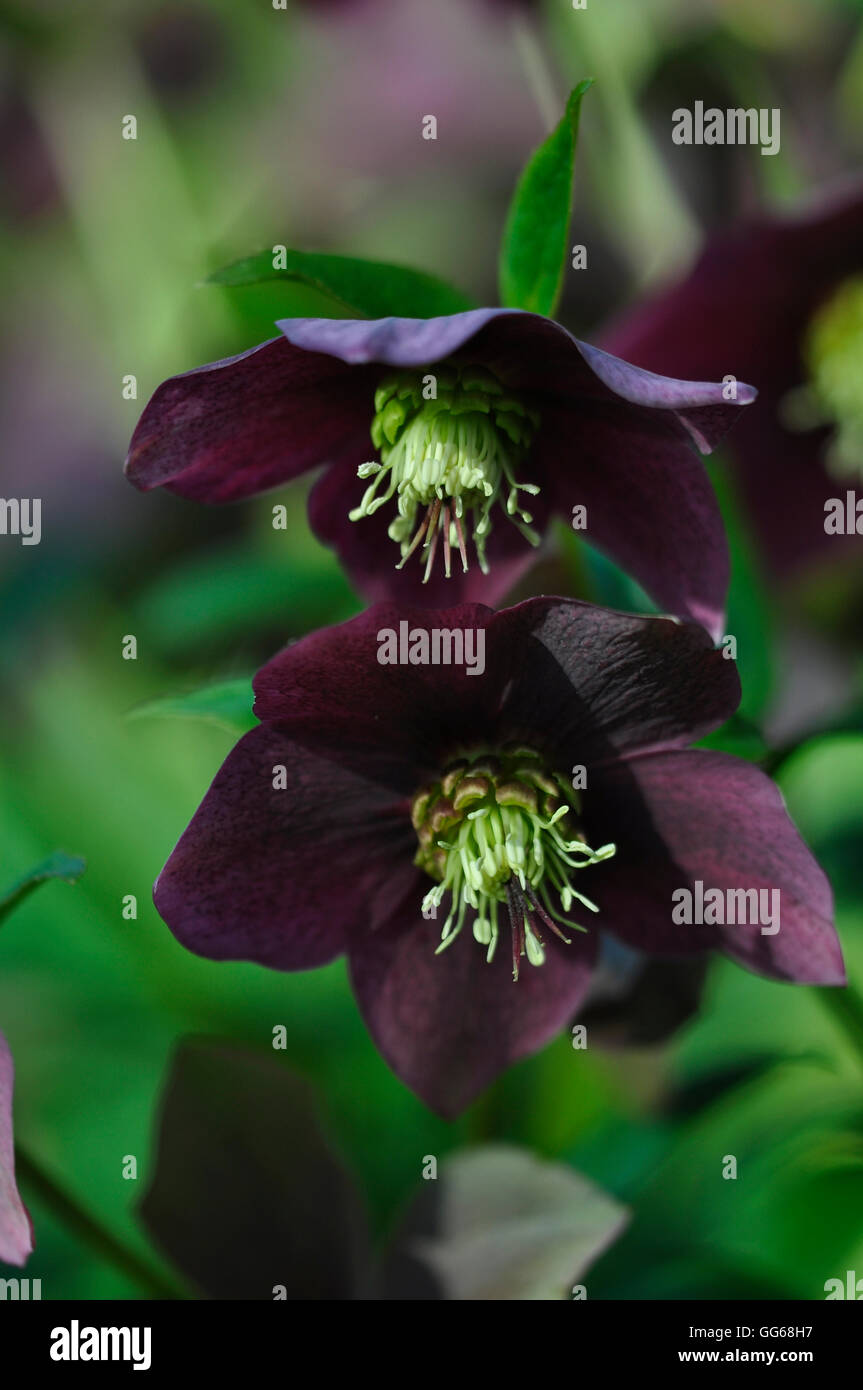 Zwei dunkle Nieswurz Blumen UK Stockfoto