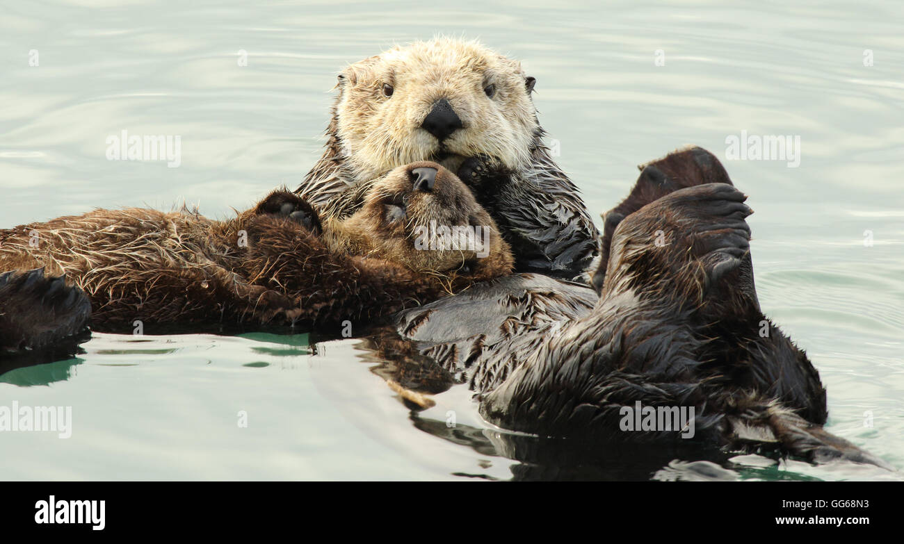 Sea Otter Mutter mit einem Baby. Stockfoto