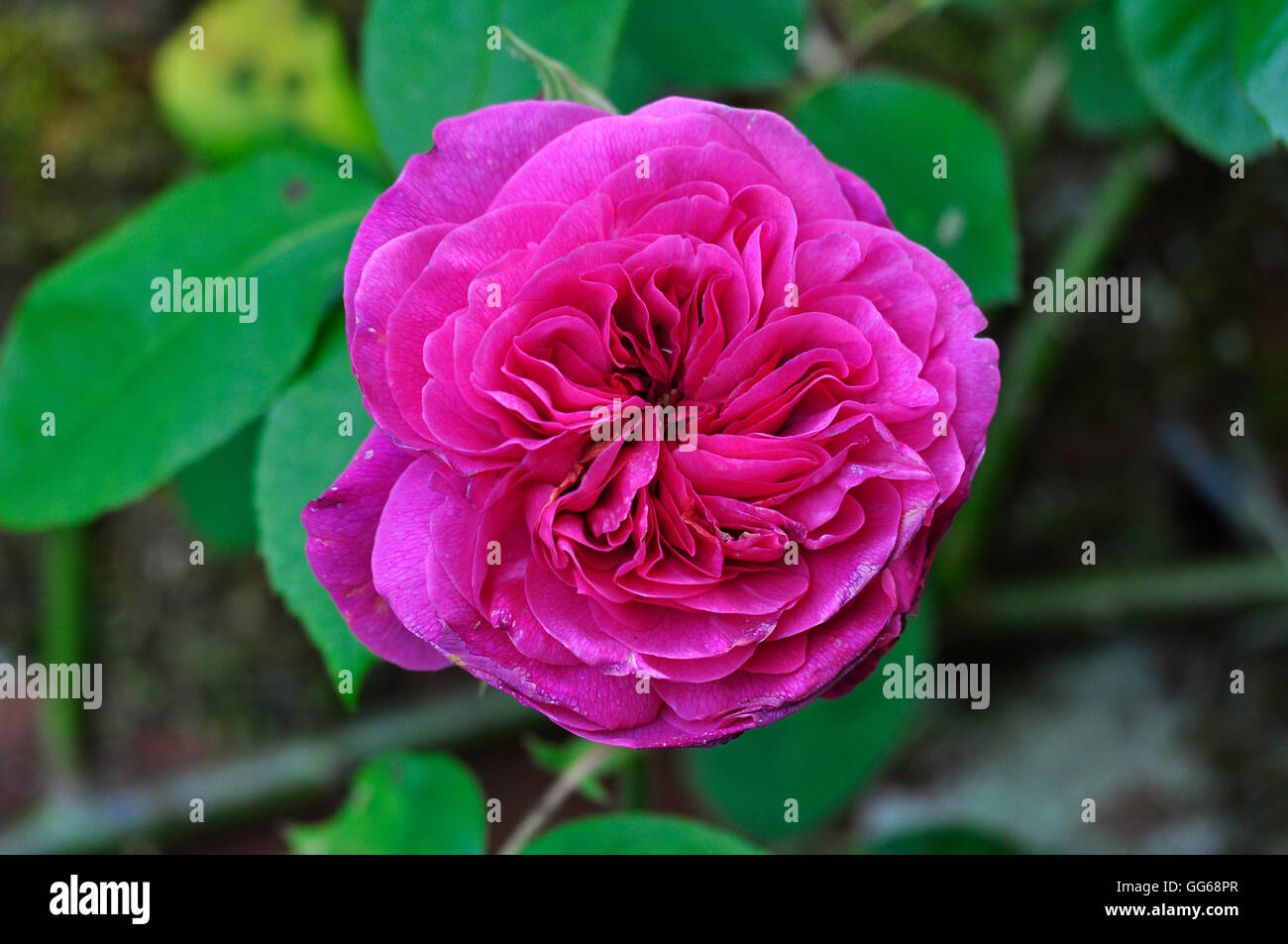 Doppelte Strauchrose rosa englische UK Stockfoto