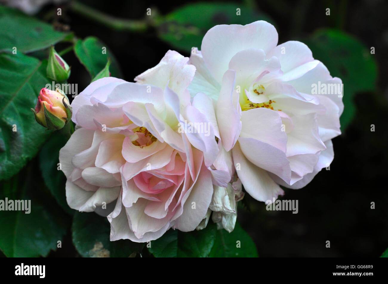 Halbgefüllte Strauch-Rose, Rosa Celsiana UK Stockfoto