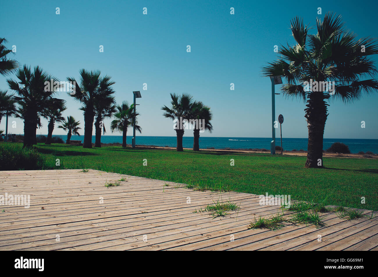 Palmen Baum am Strand am Meer Stockfoto