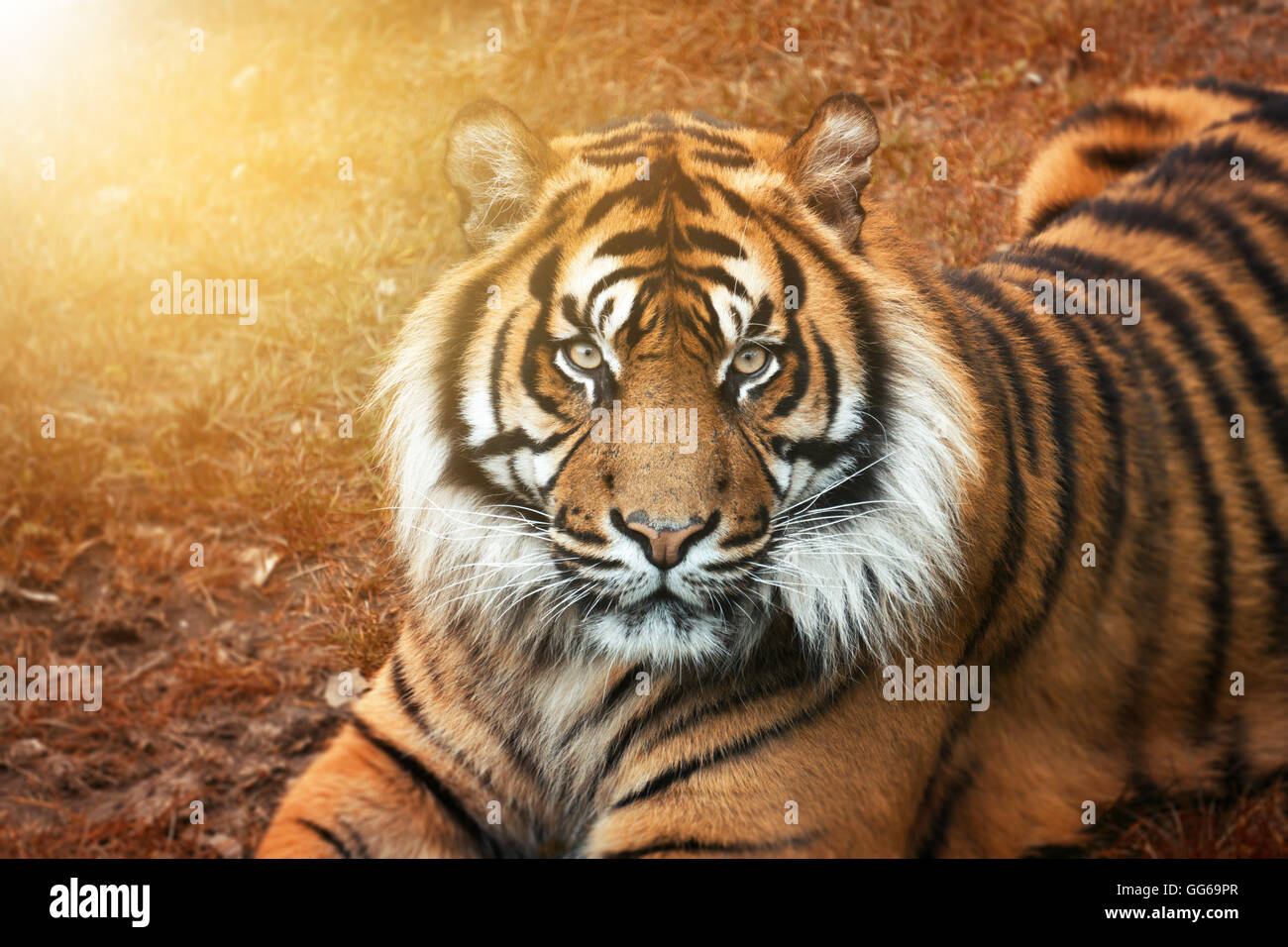 Männliche Tiger bei Sonnenuntergang aus dem Porträt mit intensiven Augen Stockfoto