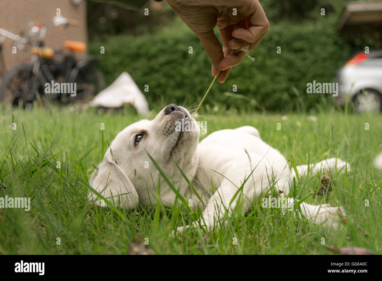 Labrador-Welpe auf Wiese süße versuchen, eine Blume zu essen Stockfoto