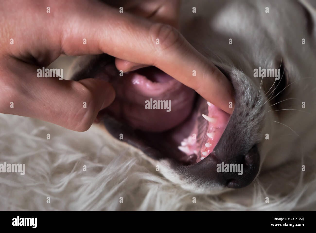 Die spitzen Zähnen eines Welpen während der Untersuchung in einem Tierarzt - Hundebiss gesund Stockfoto