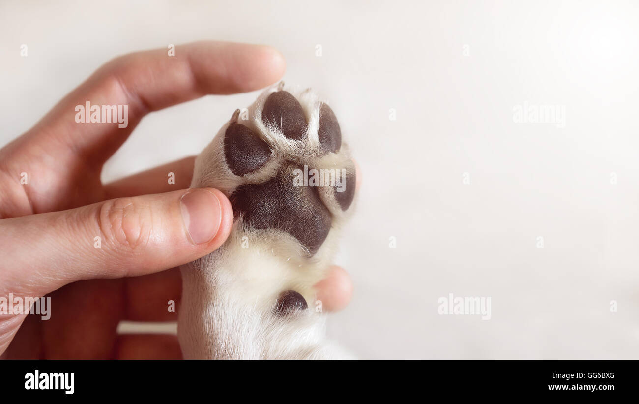 Hund Pfote eines Hundes an den Händen der Menschen zusammen - Familie handshake Stockfoto