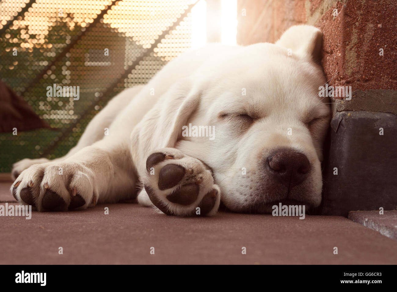 Labrador-Welpe bei Sonnenuntergang - schöner Hund an eine Wand gelehnt schlafen Stockfoto