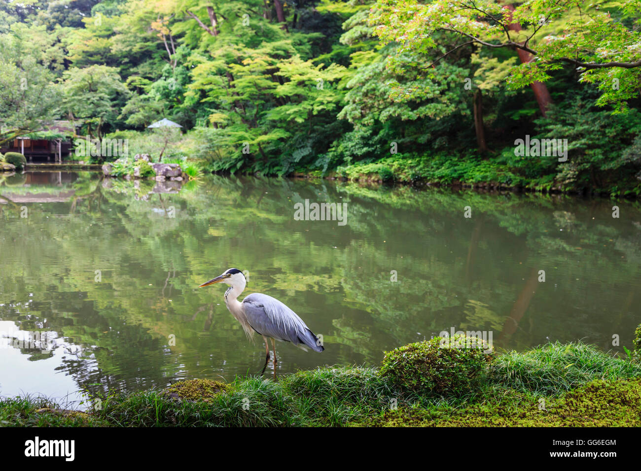 Storch am Hisagoike Teich im Sommer Kenrokuen, Landschaft Japans drei