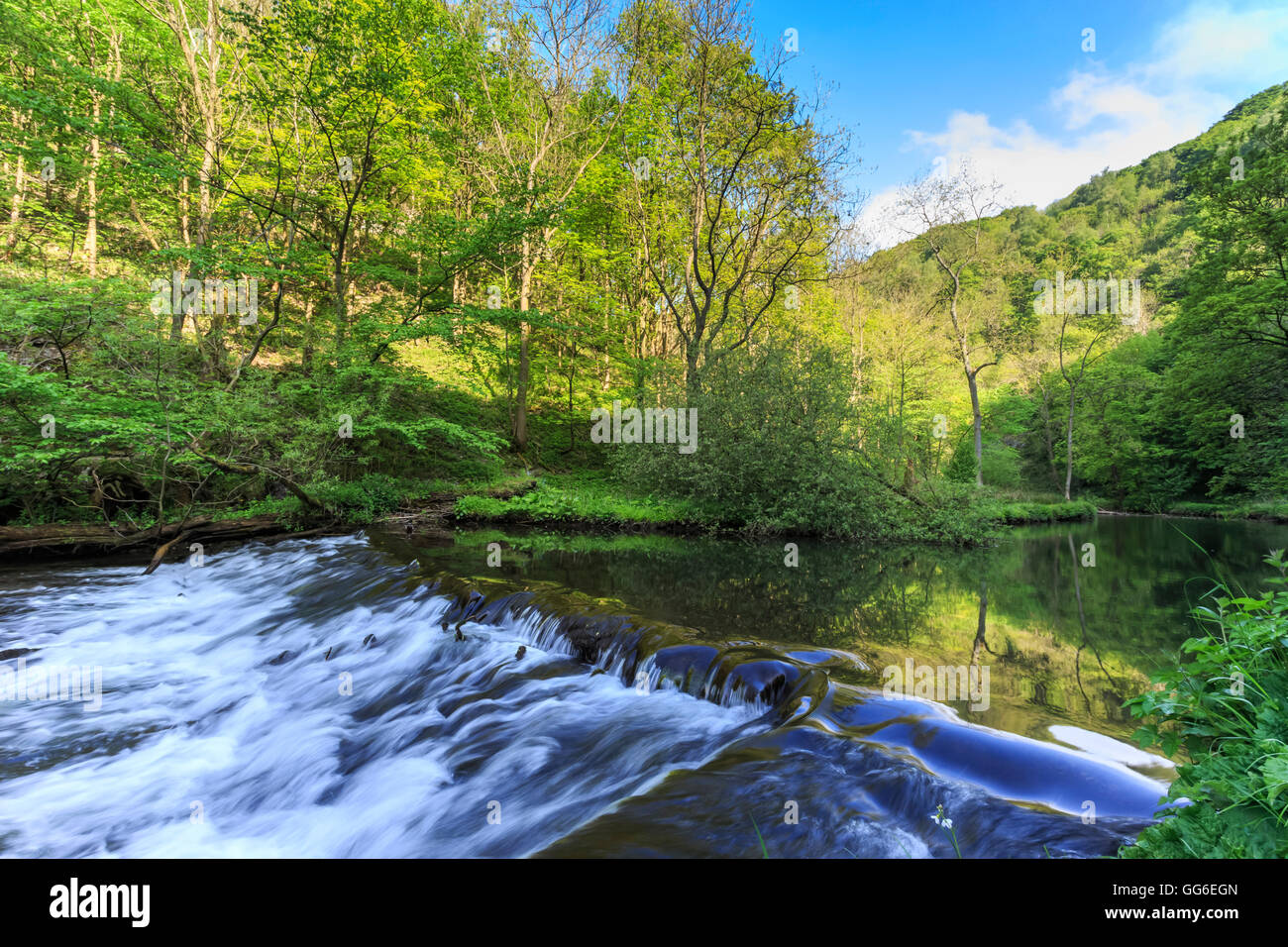 Fluss Wye mit Wehr verläuft durch grünen Holz in Millers Dale, Reflexionen in ruhigem Wasser, Peak District, Derbyshire, England, UK Stockfoto