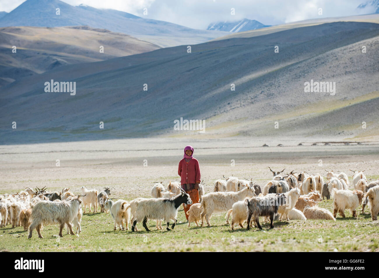 Milch sammeln -Fotos und -Bildmaterial in hoher Auflösung – Alamy