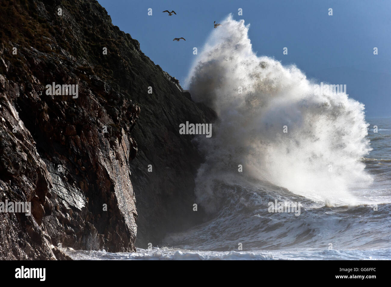 Riesige Wellen gegen die Klippen am Criccieth, Gwynedd, Wales, Vereinigtes Königreich, Europa Stockfoto