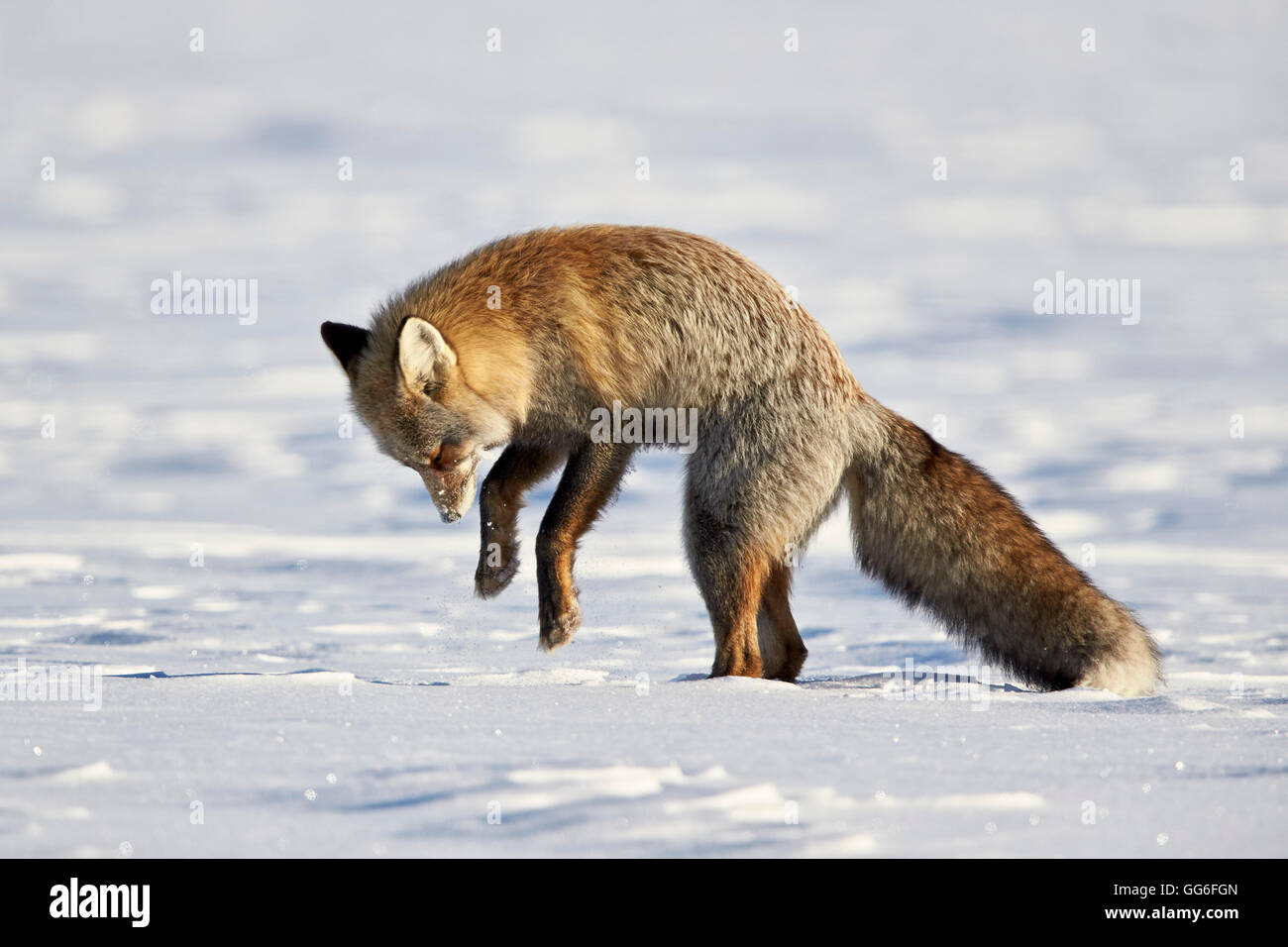 Fuchs, Rotfuchs (Vulpes Vulpes) zu überqueren (Vulpes Fulva) stürzen sich auf Beute im Schnee, Grand-Teton-Nationalpark, Wyoming, USA Stockfoto