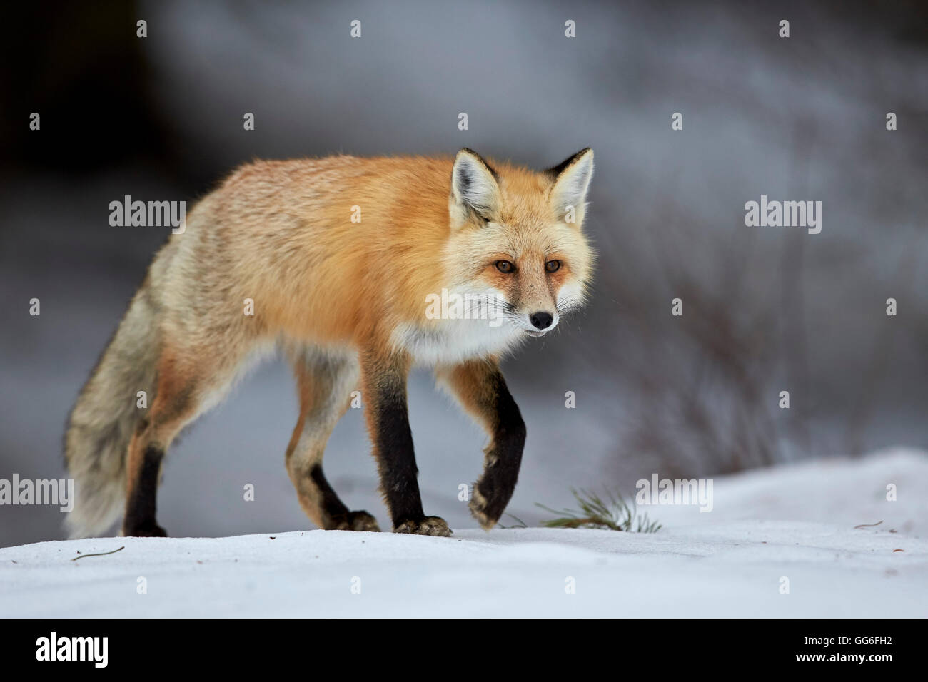 Rotfuchs (Vulpes Vulpes) (Vulpes Fulva) im Winter, Grand-Teton-Nationalpark, Wyoming, Vereinigte Staaten von Amerika, Nordamerika Stockfoto