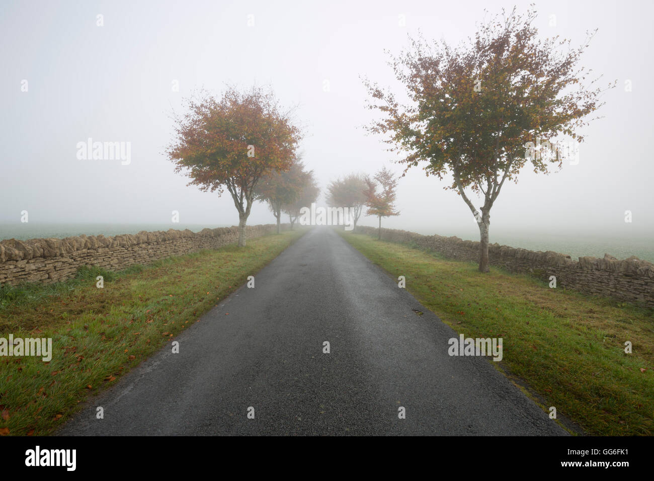 Leeren von Bäumen gesäumten Straße im Nebel, Yanworth, Gloucestershire, England, Vereinigtes Königreich, Europa Stockfoto