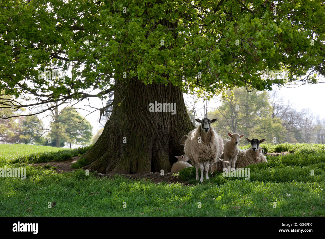 Schafe und Lämmer unter Schatten der Eiche, Chipping Campden, Cotswolds, Gloucestershire, England, Vereinigtes Königreich, Europa Stockfoto
