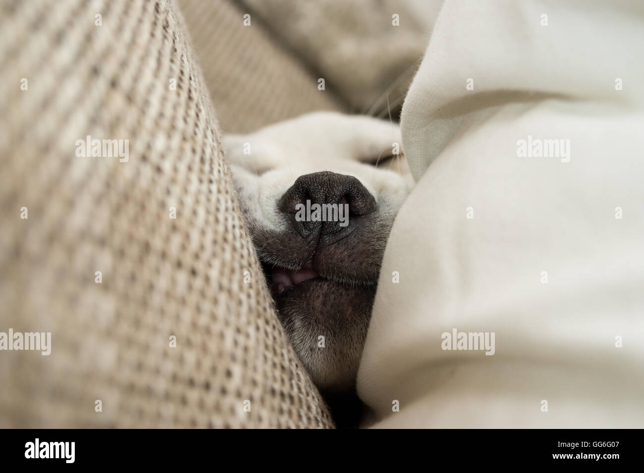 Hund Schlaf auf Sofa und saugen erfolgt sein Gesicht zwischen zwei Kissen Stockfoto