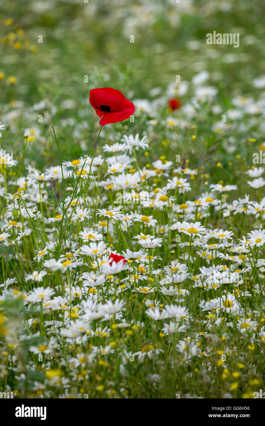 Feld mit Wildblumen Lori Provinz von Armenien Stockfoto