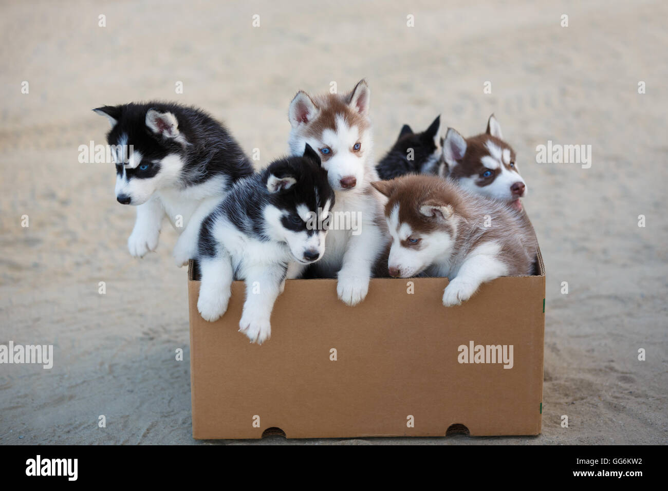 Gruppe von husky Welpen in der Box im Sommer Stockfoto