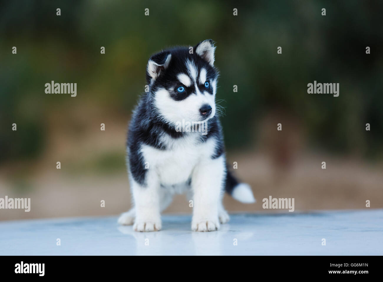 Black Husky Stockfotos Und Bilder Kaufen Alamy Black Husky Stockfotos Und Bilder Kaufen Alamy