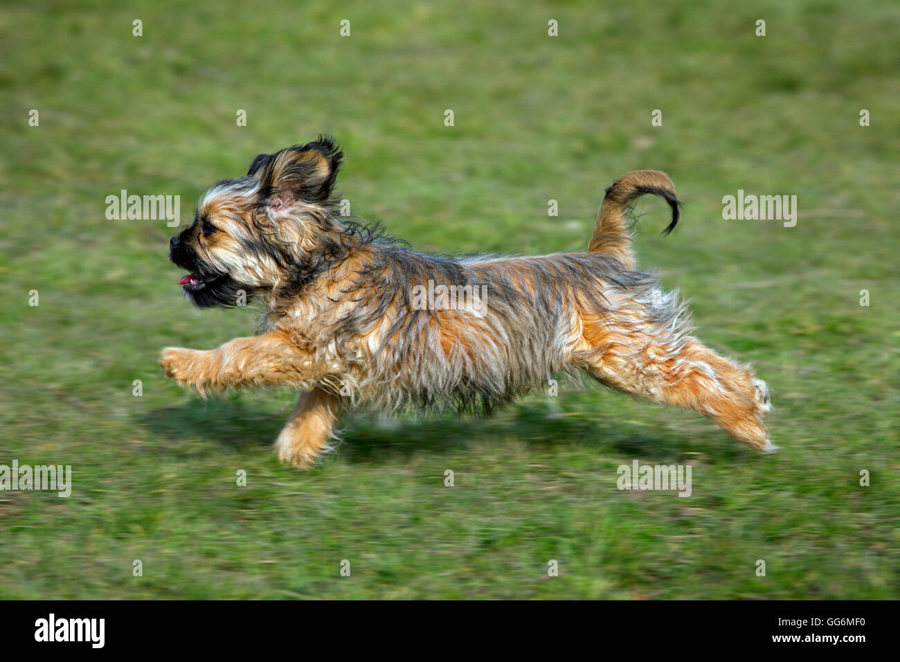 Boomer, gemischte Rasse Hund im Garten laufen Stockfoto