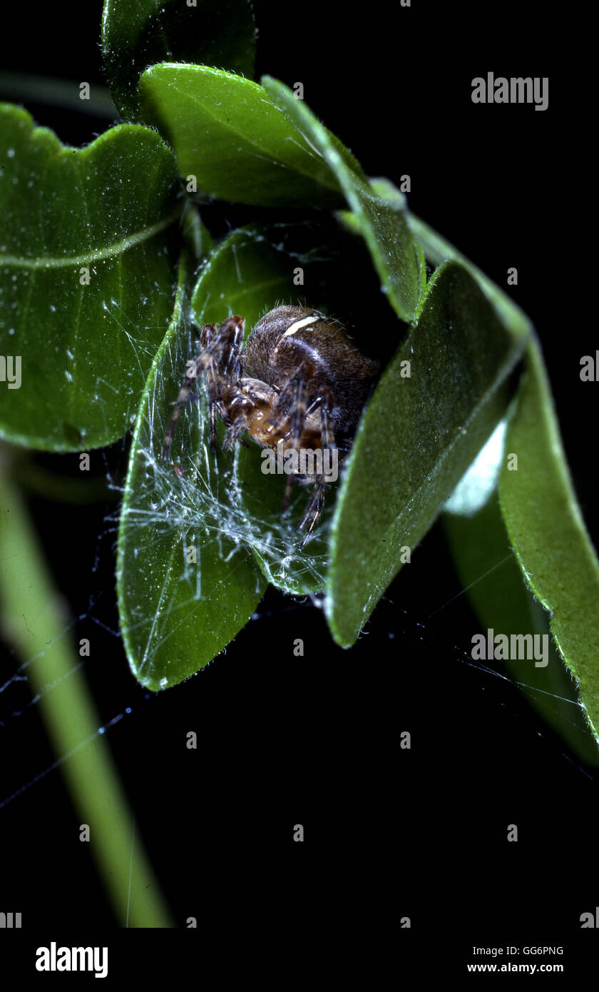 Garten Cross Spinnen Araneus Diadematutus in seiner Höhle Stockfoto