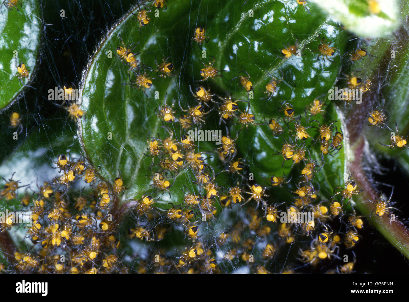 Cluster von Baby Garten Cross Spinnen vor Zerstreuung Stockfoto