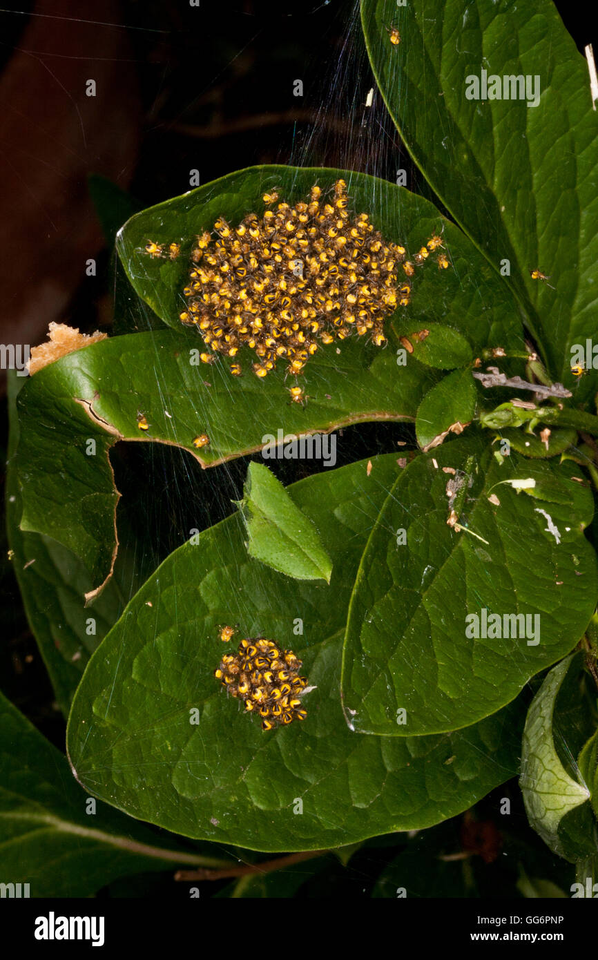 Cluster von Baby Garten Cross Spinnen vor Zerstreuung Stockfoto