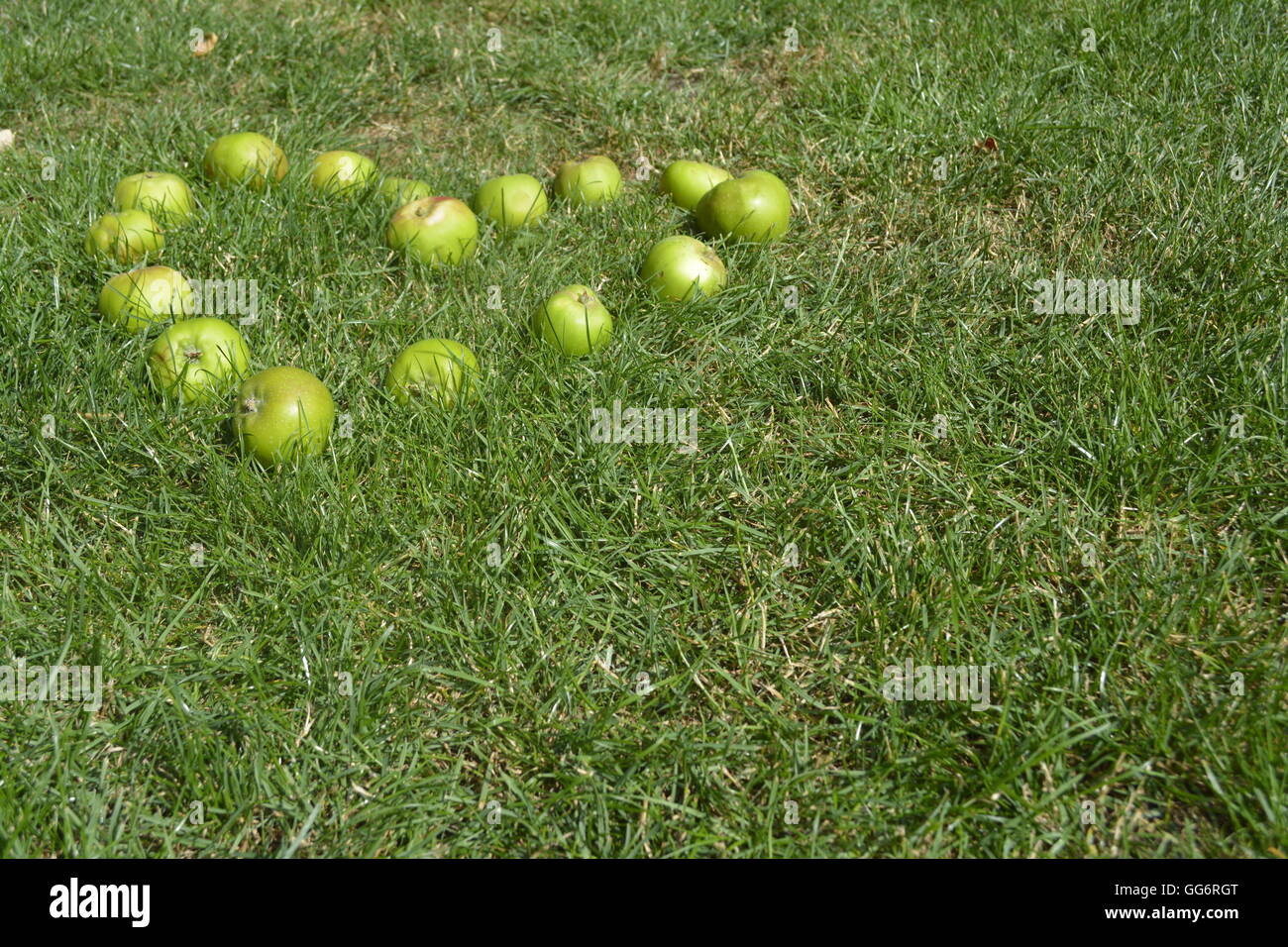 grüne Äpfel in der Form eines Herzens von einem Apfelbaum im Garten gefallen Stockfoto