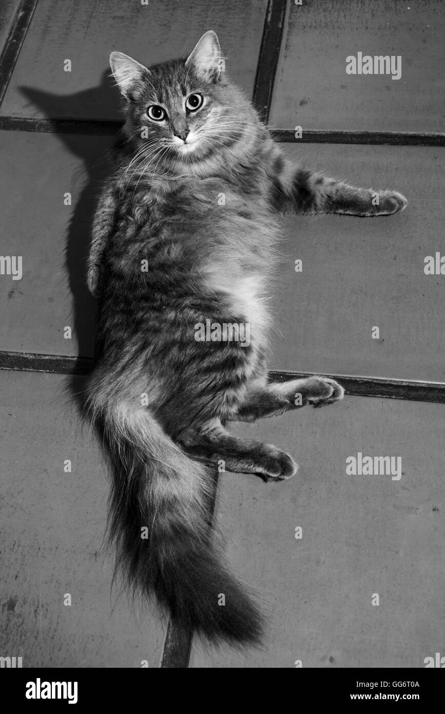 stark behaarte graue Katze Kamera monochromes Bild betrachten Stockfoto