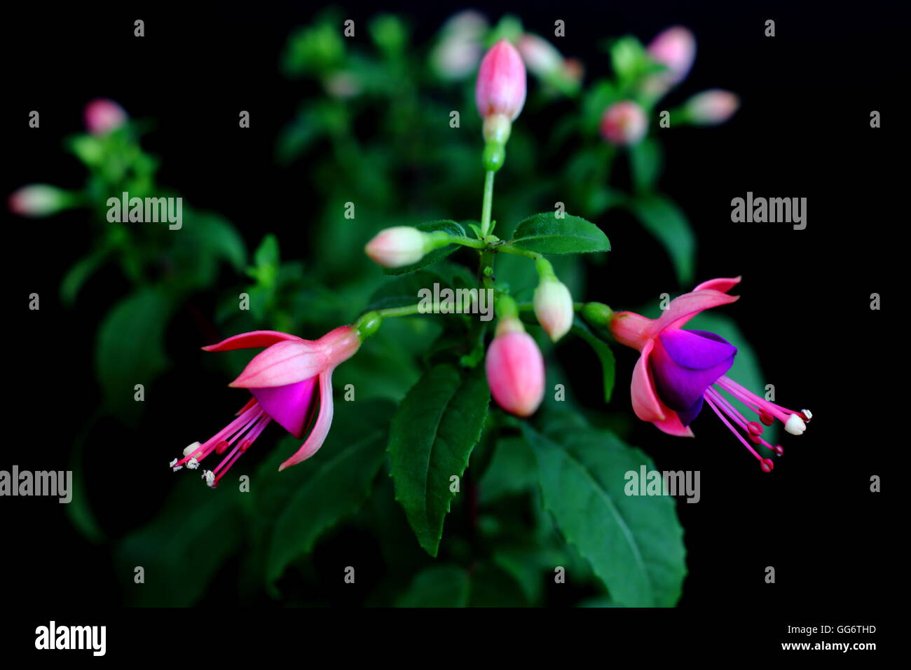 Pink Fuchsia und Knospen in schwarzem Hintergrund Stockfoto