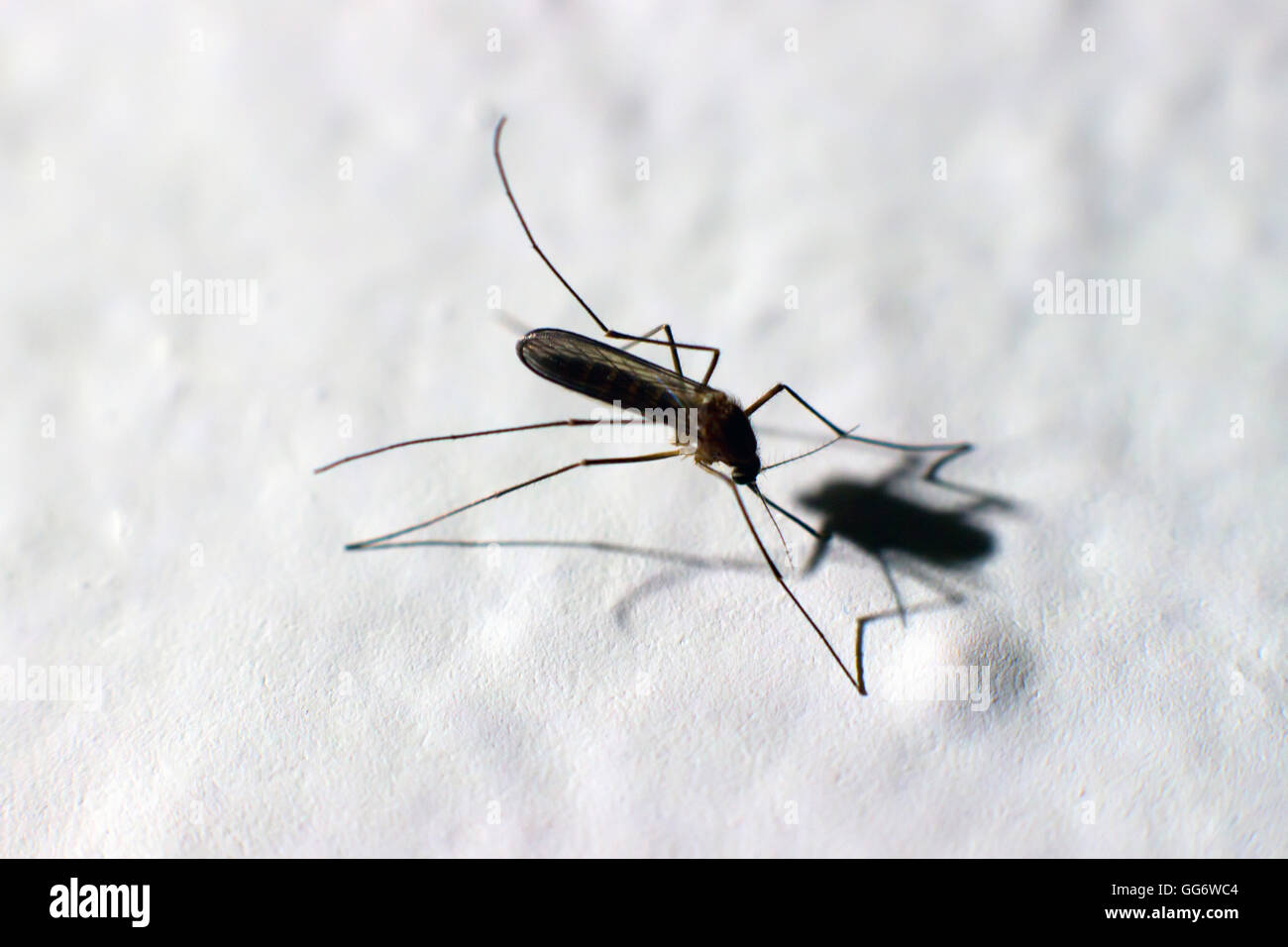 Zika-Virus, Aedes Aegypti Mücke, Dengue-Fieber, Chikungunya-Fieber, Mikrozephalie Closeup Aedes Aegypti Mücke. Tiefenschärfe und Stockfoto
