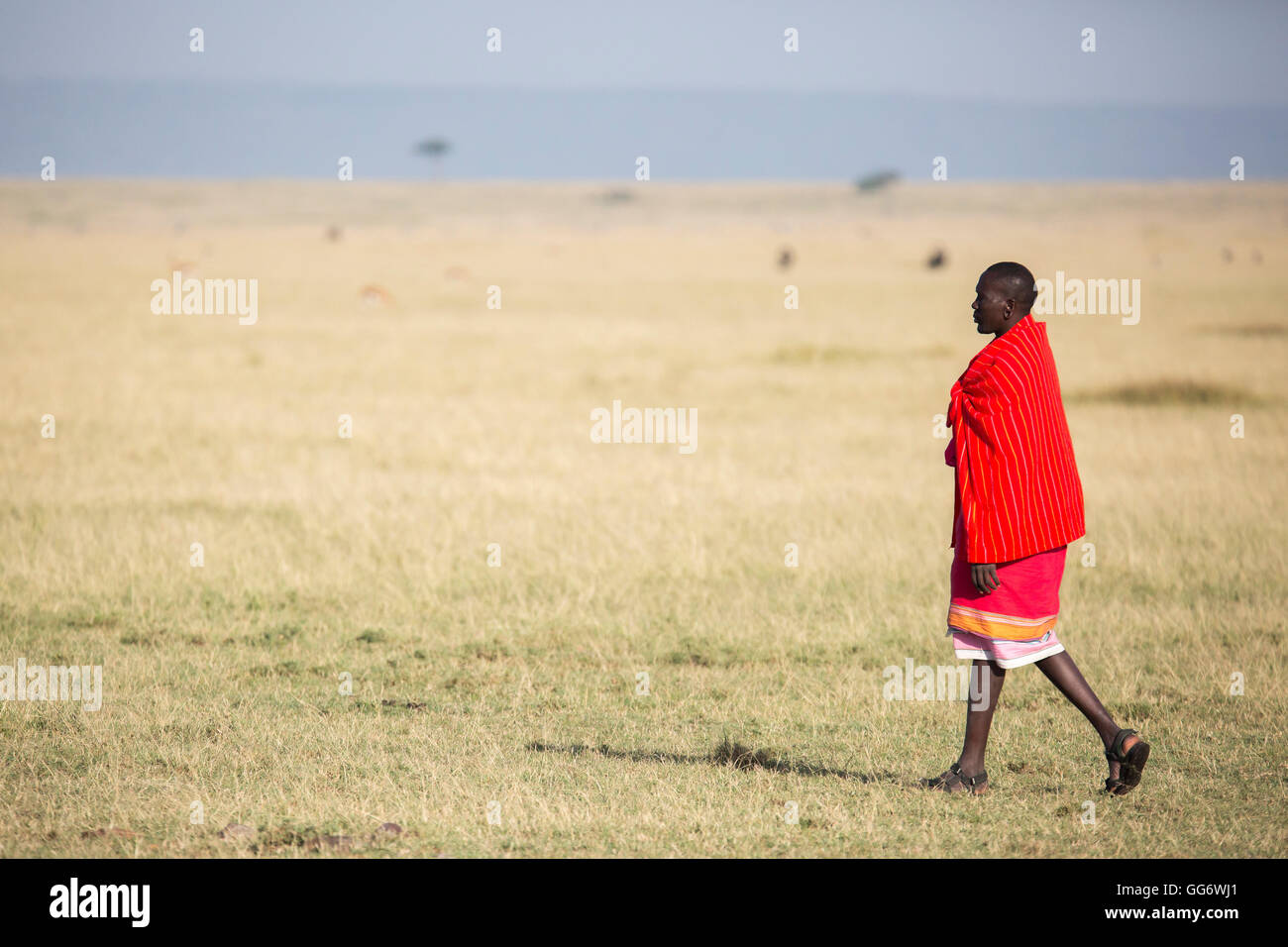 Ein Samburu Krieger geht in der afrikanischen Savanne. Stockfoto Ein Samburu Krieger geht in der afrikanischen Savanne. Stockfoto