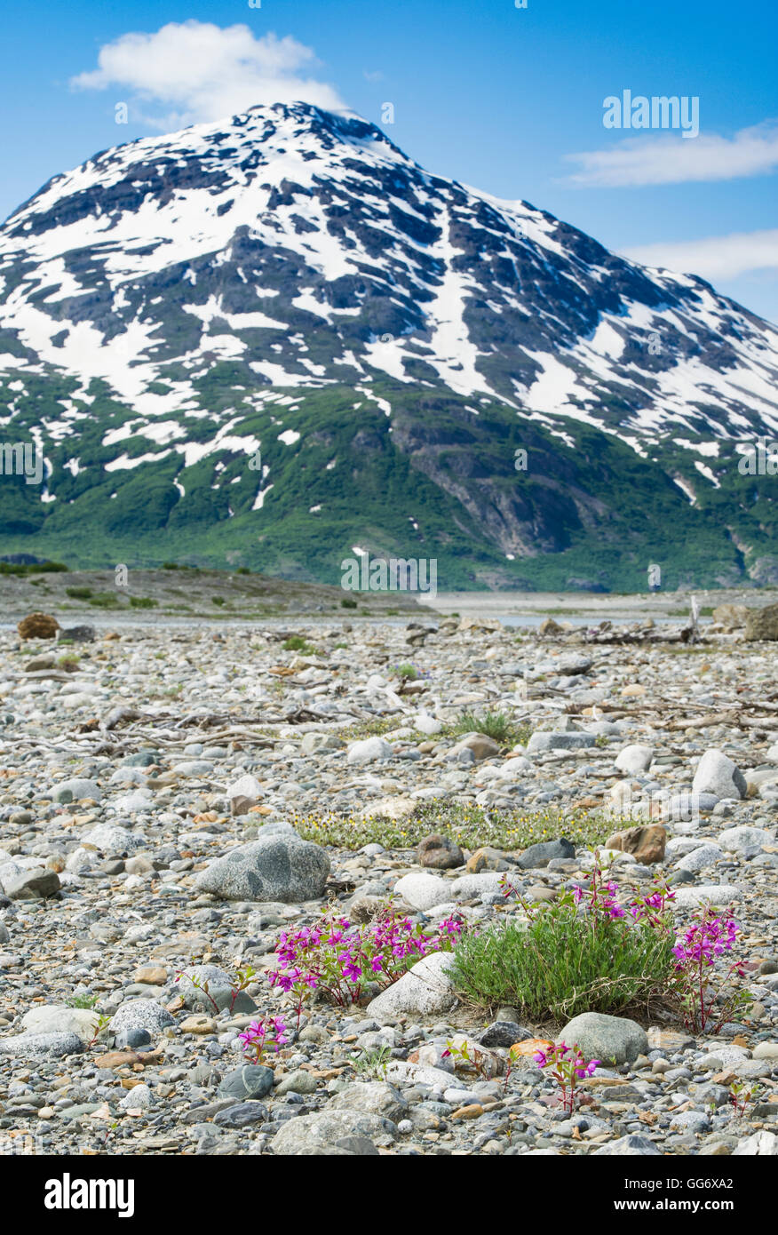 Wildblumen entlang den Ufern des Flusses Alsek Stockfoto