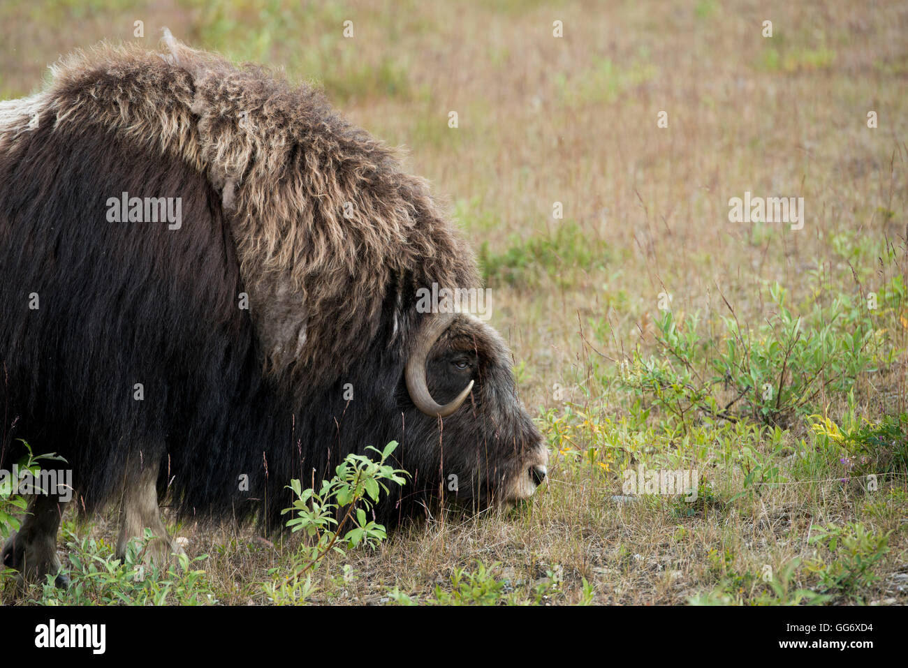 Nome in Alaska, Seward-Halbinsel. Moschusochsen (Wild: Ovibos Moschatus) Stockfoto