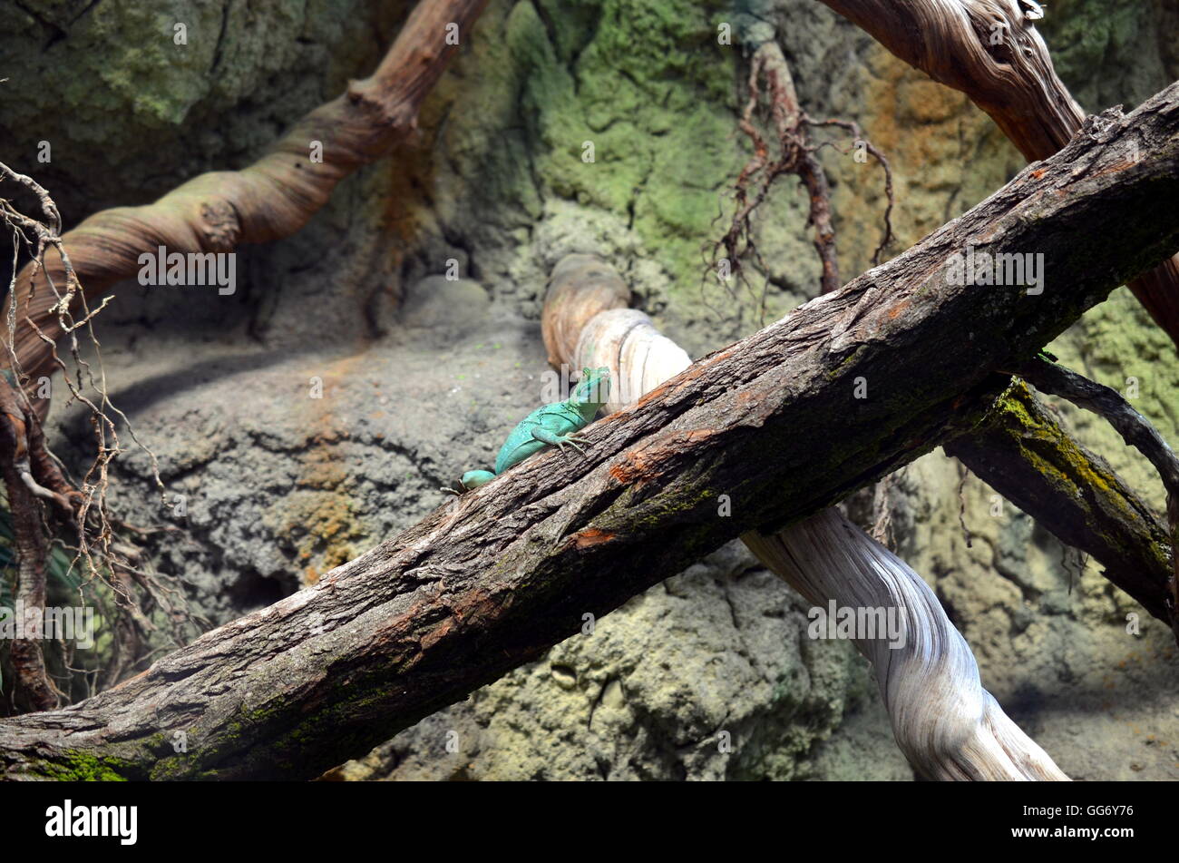 Eidechse im trockenen Landschaft auf einem Baum sitzen Stockfoto